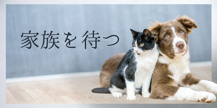 カワイイがいっぱい！ワンダーランド